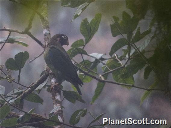 Brown-hooded Parrot (Pyrilia haematotis)