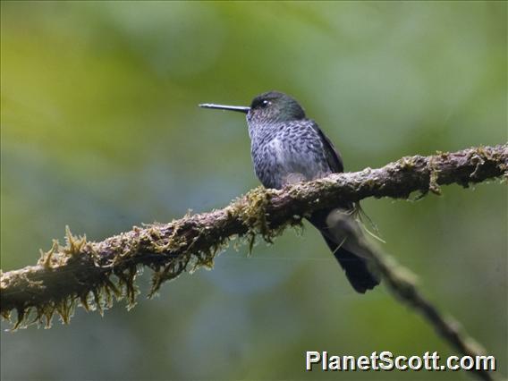 Greenish Puffleg (Haplophaedia aureliae)