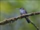 Greenish Puffleg (Haplophaedia aureliae)