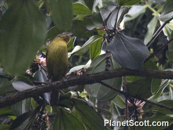 Pirre Bush-Tanager (Chlorospingus inornatus)