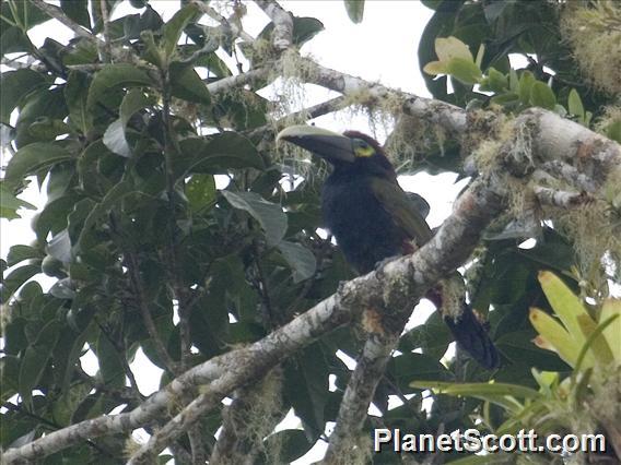 Yellow-eared Toucanet (Selenidera spectabilis)