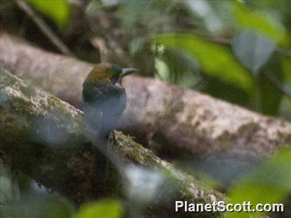 Tody Motmot (Hylomanes momotula)