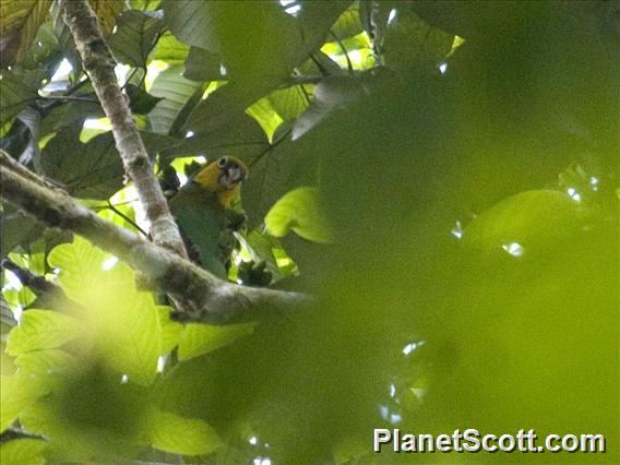 Saffron-headed Parrot (Pyrilia pyrilia)