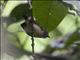 Spotted Antbird (Hylophylax naevioides)