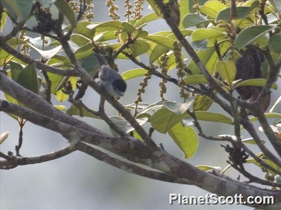 Cinereous Becard (Pachyramphus rufus)