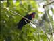 Purple-throated Fruitcrow (Querula purpurata) - Male