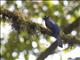 White-tailed Trogon (Trogon viridis) - Male