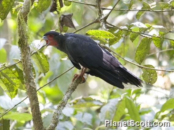 Red-throated Caracara (Ibycter americanus)