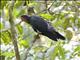 Red-throated Caracara (Daptrius americanus)