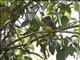 White-tailed Trogon (Trogon viridis) - Female