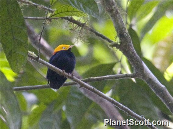 Golden-headed Manakin (Ceratopipra erythrocephala)