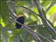 Golden-headed Manakin (Ceratopipra erythrocephala) - Male