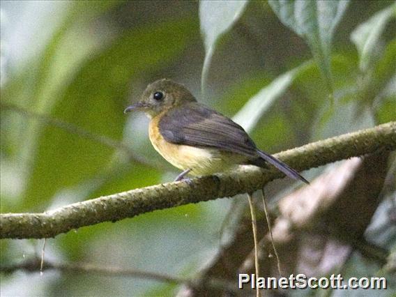 Sulphur-rumped Flycatcher (Myiobius sulphureipygius)