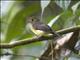 Sulphur-rumped Flycatcher (Myiobius sulphureipygius)