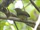 Golden-headed Manakin (Ceratopipra erythrocephala)