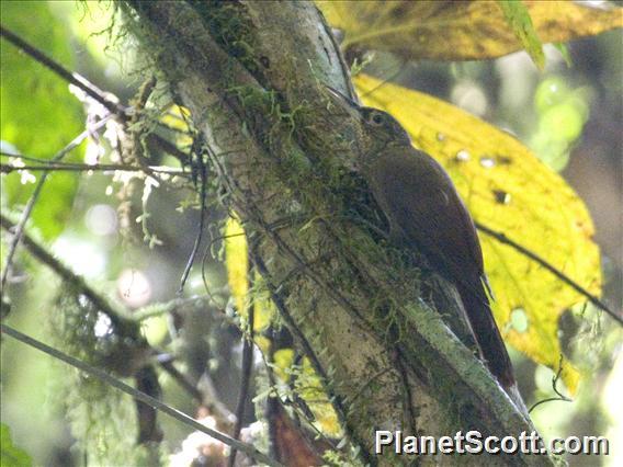 Piping Woodcreeper (Deconychura typica)