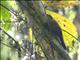 Long-tailed Woodcreeper (Deconychura longicauda)