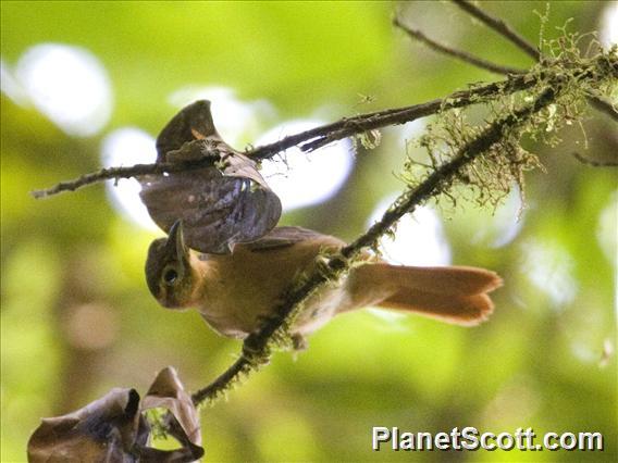 Slaty-winged Foliage-gleaner (Neophilydor fuscipenne)