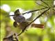 Slaty-winged Foliage-gleaner (Philydor fuscipennis)