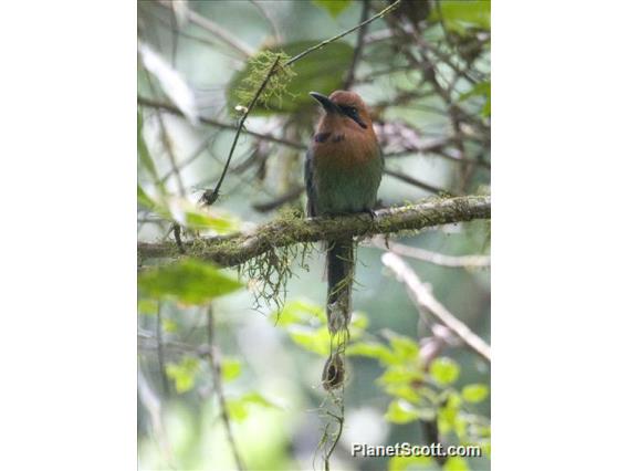 Broad-billed Motmot (Electron platyrhynchum)