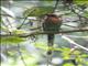 Broad-billed Motmot (Electron platyrhynchum)