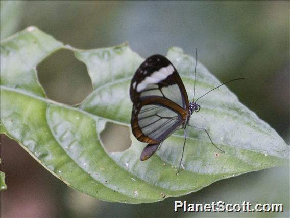 Paula's Clearwing (Oleria paula)