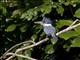 Ringed Kingfisher (Megaceryle torquata)