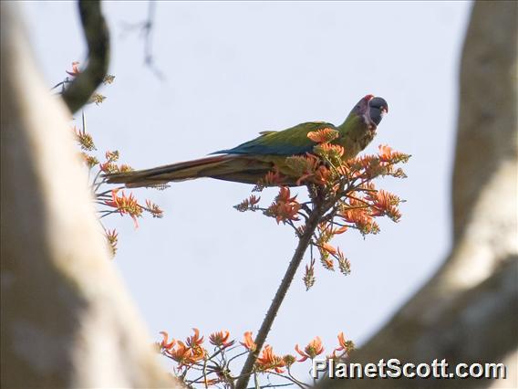 Great Green Macaw (Ara ambiguus)