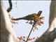 Great Green Macaw (Ara ambigua)