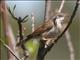 Common Whitethroat (Sylvia communis)