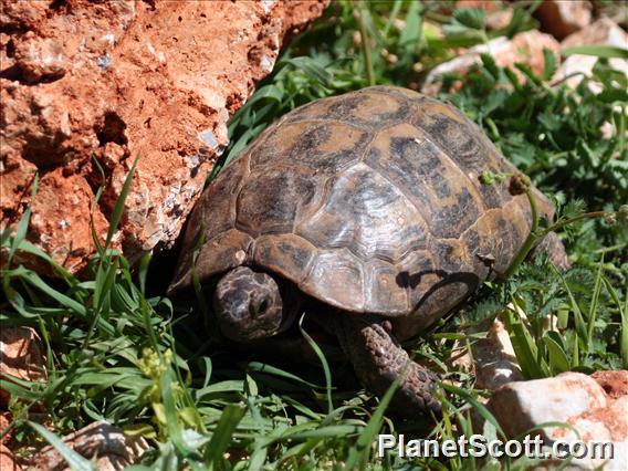 Eurasian Tortoise (Testudo graeca)