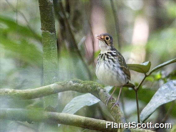 Streak-Chested Antpitta (Hylopezus perspicillatus)