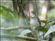 Spectacled Antpitta (Hylopezus perspicillatus)