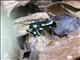 Green and Black Poison Dart Frog (Dendrobates auratus)