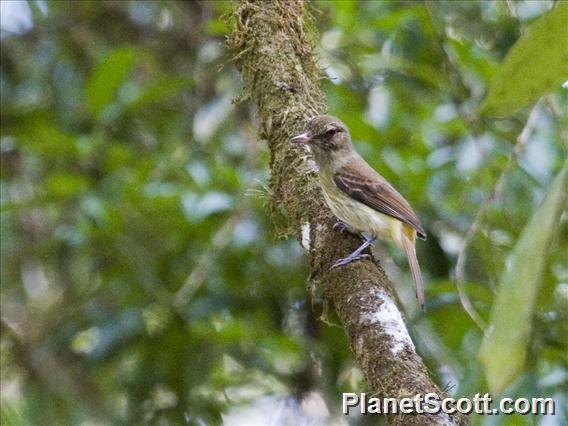 Bright-rumped Attila (Attila spadiceus)