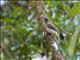 Bright-rumped Attila (Attila spadiceus) - Parent of three