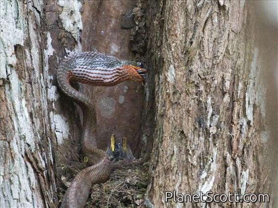 Puffing Snake (Phrynonax poecilonotus)
