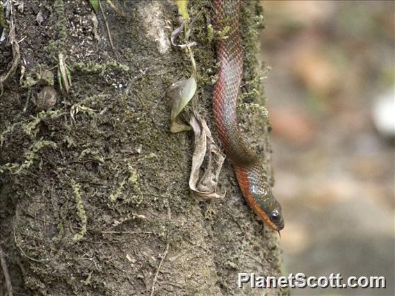 Puffing Snake (Phrynonax poecilonotus)