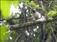 Geoffroys tamarin (Saguinus geoffroyi)