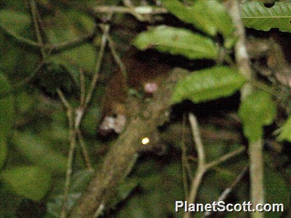 Kinkajou (Potos flavus)