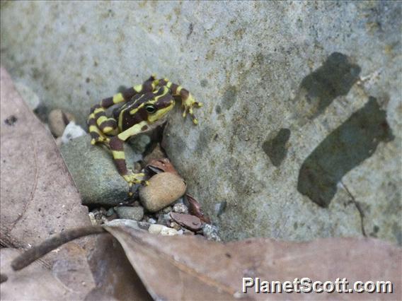 Pirri Harlequin Frog (Atelopus glyphus)