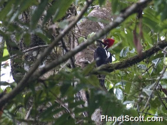 Crimson-crested Woodpecker (Campephilus melanoleucos)