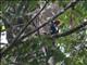 Crimson-crested Woodpecker (Campephilus melanoleucos)