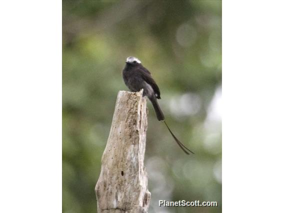 Long-tailed Tyrant (Colonia colonus)