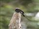 Long-tailed Tyrant (Colonia colonus)