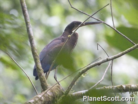 Agami Heron (Agamia agami)