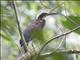 Agami Heron (Agamia agami)