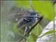 Pacific Antwren (Myrmotherula pacifica) - Male