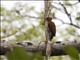 Cinnamon Woodpecker (Celeus loricatus)