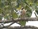 Laughing Falcon (Herpetotheres cachinnans)